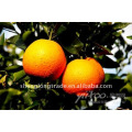 Doce e suculenta laranja fresca
